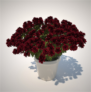 Chrysanthemum